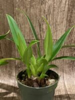 Double Plants Phrag. Quintal Rewards (Frank Quintal Sr × Incan Treasure) (4.5" pot) - Image 6