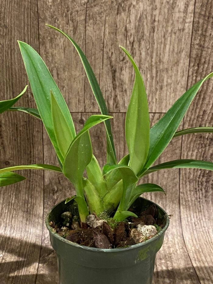 Double Plants Phrag. Quintal Rewards (Frank Quintal Sr × Incan Treasure) (4.5" pot) - Image 6