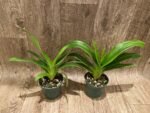 IN SPIKE Phragmipedium Quintal Bang (QF Kamakilo Tyler x Twilight) (4" pot) - Image 3