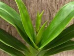 IN SPIKE Phragmipedium Quintal Bang (QF Kamakilo Tyler x Twilight) (4" pot) - Image 6