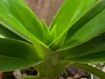 IN SPIKE Phragmipedium Quintal Bang (QF Kamakilo Tyler x Twilight) (4" pot) - Image 7