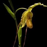 In Spike - Phragmipedium Mont Fallu (longifolium x Grande 'PR') (4.5” pot)