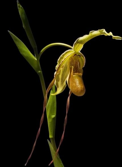 In Spike - Phragmipedium Mont Fallu (longifolium x Grande 'PR') (4.5” pot)