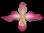 Phrag. Quintal Rewards (Frank Quintal Sr × Incan Treasure) (4.5" pot)