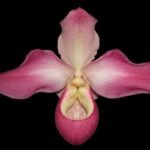 Phrag. Quintal Rewards (Frank Quintal Sr × Incan Treasure) (4.5" pot)