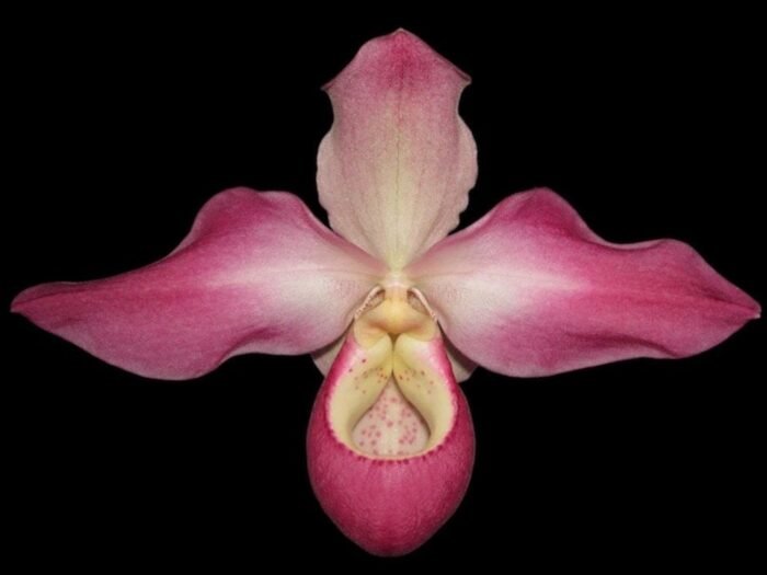 Phrag. Quintal Rewards (Frank Quintal Sr × Incan Treasure) (4.5" pot) - Image 1