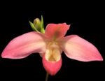 IN SPIKE Phragmipedium Quintal Bang (QF Kamakilo Tyler x Twilight) (4" pot)