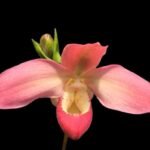 IN SPIKE Phragmipedium Quintal Bang (QF Kamakilo Tyler x Twilight) (4" pot)