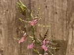 In Spike Arthurara Sea Snake ‘Unforgettable’ (3.5” pot) - Image 5
