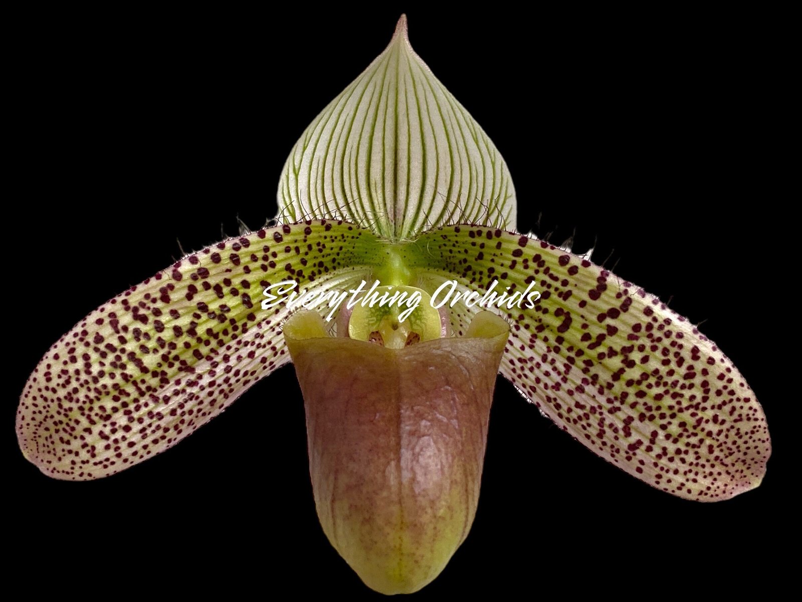 il_fullxfull.5558631638_2zoy.jpg Paph. Helen Milton (sukhakulii × violascens) Blooming Size (3.5” Pot) - Image 1