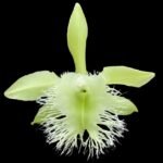 Rl. digbyana x Taiwan Green (3.5” Pot)