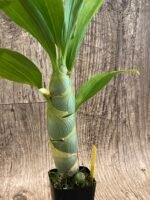 IN BUD Cycnoches chlorochilon 'Giant Swan' × Cyc. warscewiczit (2.5” pot) - Image 4