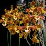Trichocentrum stayci × sib (syn. Oncidium stayci) (4” pot)