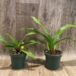 RARE Phrag. Frank Quintal Sr. x. Robert-Jan Quené (4.5" pot)