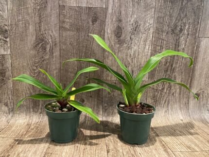 RARE Phrag. Frank Quintal Sr. x. Robert-Jan Quené (4.5" pot)