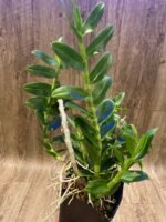 Dendrobium nestor (3.5” Pot) - Image 2