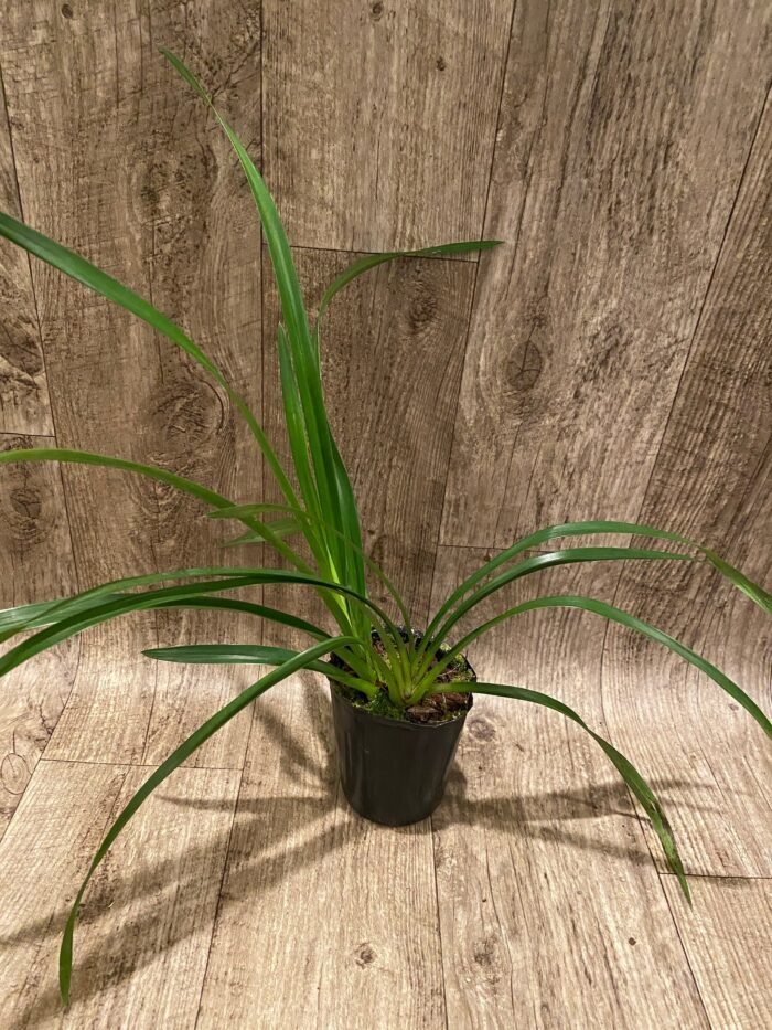 Cymbidium Eastern Wind ‘Emerald’ (4” Pot) - Image 3