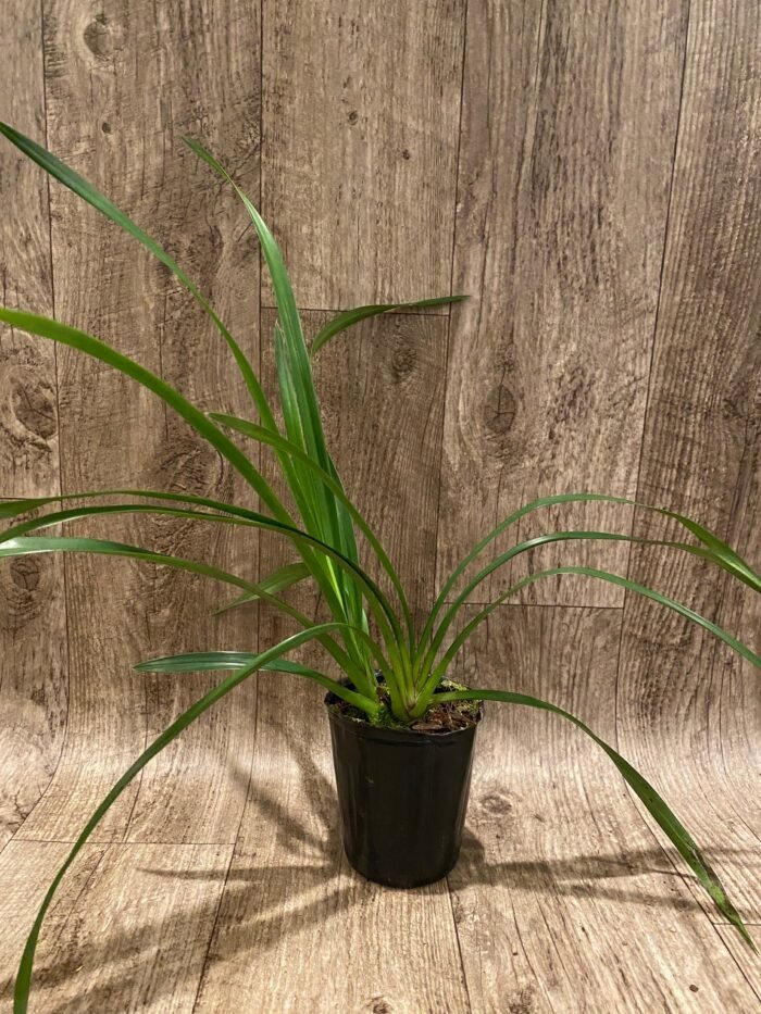 Cymbidium Eastern Wind ‘Emerald’ (4” Pot) - Image 4