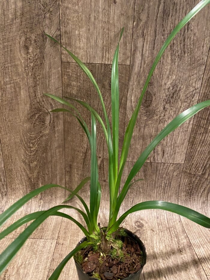 Cymbidium Eastern Wind ‘Emerald’ (4” Pot) - Image 5