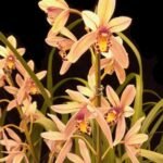 Cymbidium orchid Cymbidium Prapuy Luang Pakkret