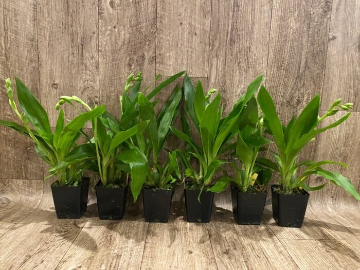 In Spike - Zygopetalum Advance Australia AMAOS Fragrant (3.5” pot) - Image 2