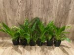 In Spike - Zygopetalum Advance Australia AMAOS Fragrant (3.5” pot) - Image 3
