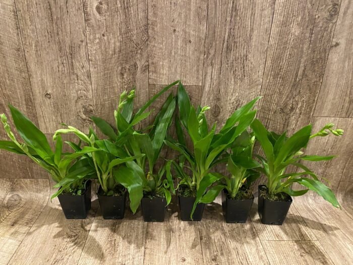 In Spike - Zygopetalum Advance Australia AMAOS Fragrant (3.5” pot) - Image 3