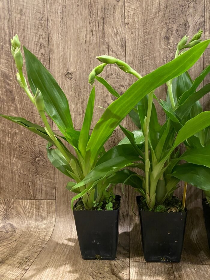In Spike - Zygopetalum Advance Australia AMAOS Fragrant (3.5” pot) - Image 4