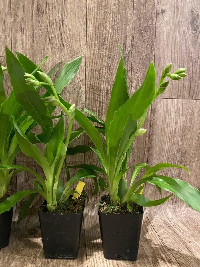 In Spike - Zygopetalum Advance Australia AMAOS Fragrant (3.5” pot) - Image 6