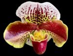IN BUD Paph. Jaeger 'Double Power' x Paph. Hawalian Flush 'Super Wide Petal' (3.5” Pot)