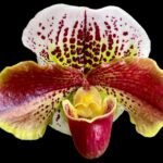 IN BUD Paph. Jaeger 'Double Power' x Paph. Hawalian Flush 'Super Wide Petal' (3.5” Pot)