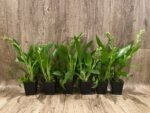 Double Spikes - Zygopetalum Advance Australia AM/AOS Fragrant (3.5” pot) - Image 2