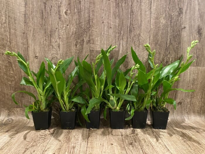 Double Spikes - Zygopetalum Advance Australia AM/AOS Fragrant (3.5” pot) - Image 2