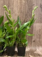 Double Spikes - Zygopetalum Advance Australia AM/AOS Fragrant (3.5” pot) - Image 6