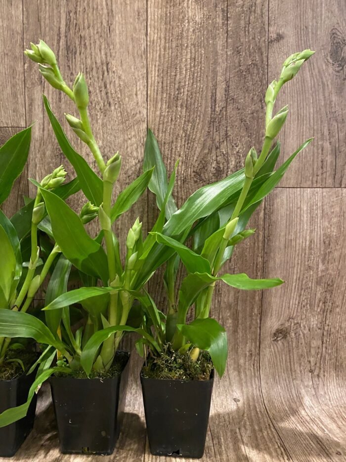 Double Spikes - Zygopetalum Advance Australia AM/AOS Fragrant (3.5” pot) - Image 6