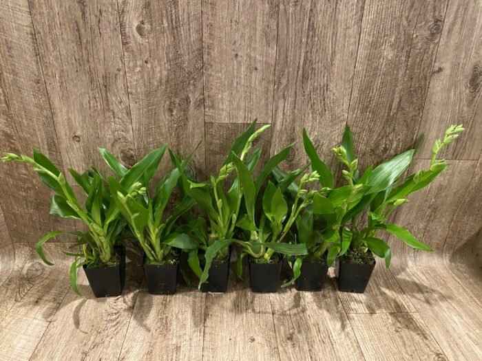 Double Spikes - Zygopetalum Advance Australia AM/AOS Fragrant (3.5” pot) - Image 3