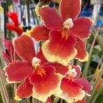 Oncidopsis Crimson Pride 'MAC136' (3.5” pot)