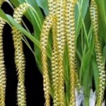 RARE Over Growths Dendrochillum magnum (3.5” pot)