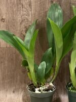 Grammatophyllum stapeliiflorum (3.5” pot) - Image 4