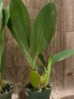 Grammatophyllum stapeliiflorum (3.5” pot) - Image 7