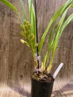 IN SPIKE Grammatocymbidium Pakkret Carnival  (4.5” Pot) - Image 3