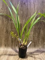 IN SPIKE Grammatocymbidium Pakkret Carnival  (4.5” Pot) - Image 4