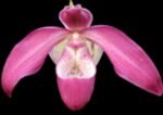Phrag. QF Angel Wings (Incan Treasure × Grande) (4.5" pot)