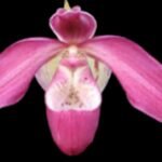 Phrag. QF Angel Wings (Incan Treasure × Grande) (4.5" pot)