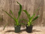 Phrag. QF Angel Wings (Incan Treasure × Grande) (4.5" pot) - Image 3