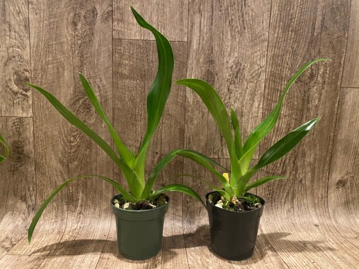 Phrag. QF Angel Wings (Incan Treasure × Grande) (4.5" pot) - Image 3