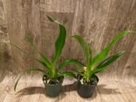Phrag. QF Angel Wings (Incan Treasure × Grande) (4.5" pot) - Image 4
