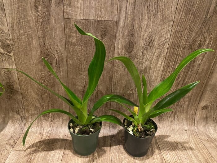 Phrag. QF Angel Wings (Incan Treasure × Grande) (4.5" pot) - Image 4