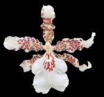 IN SPIKE Oncidium Speckle Spire 'Snowflake' (3.5” pot)