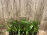 IN SPIKE Oncidium Speckle Spire 'Snowflake' (3.5” pot) - Image 4